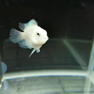 生き物好き大友達募集！