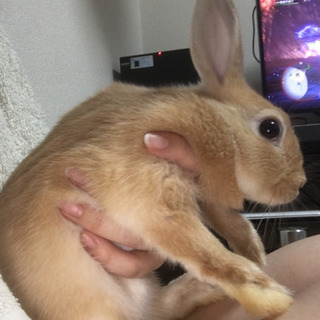 4月26日に生まれた生後2ヶ月ちょっとの子うさぎです！