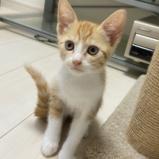 兄弟仔猫 茶トラとサバトラ