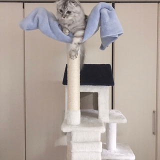 キャットタワーの画像