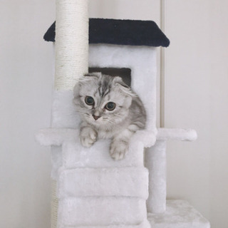 キャットタワーの画像