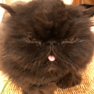 長く繋がれる方募集です - 豊島区