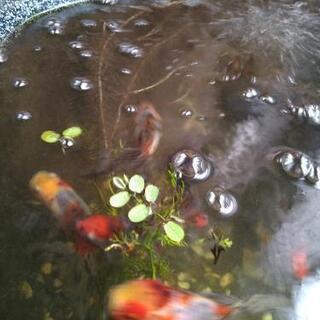 江戸川金魚の集い - メンバー募集