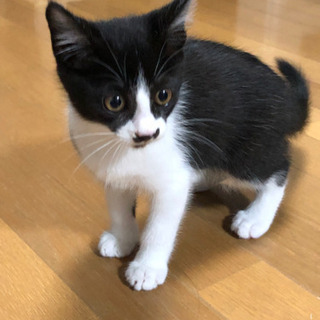3〜4ケ月 ハチワレ オス