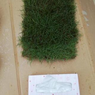 高麗芝 6畳分位