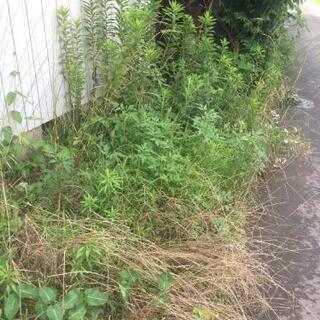 アパート周りの草刈りをお願いします。の画像