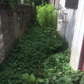 アパート周りの草刈りをお願いします。の画像