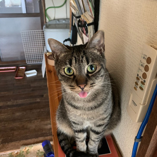 里親募集