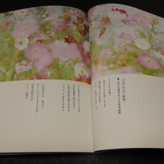 花言葉　恋色のブーケ　道行めぐ著の画像