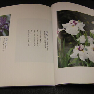 花言葉　恋色のブーケ　道行めぐ著の画像