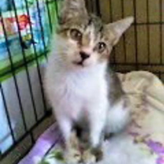 抱っこ完璧😻三兄弟✨【トライアル決定】