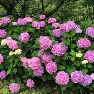 18日（土）淡路島へ鱧フルコース食べに行きませんか～😋
