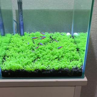 カージナルテトラ12匹