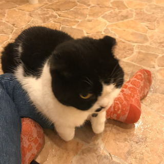 猫カフェ巡りや、雑貨屋巡りしたり出来るお友達が欲しいです！