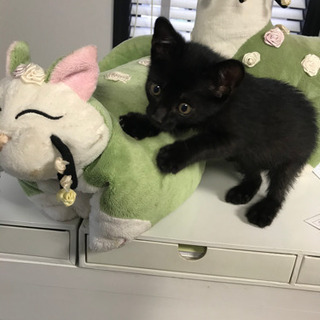 幸運の黒猫かぎしっぽ‼️の男の子 - 田方郡