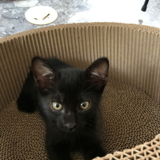 幸運の黒猫かぎしっぽ‼️の男の子の画像