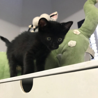 幸運の黒猫かぎしっぽ‼️の男の子 − 静岡県