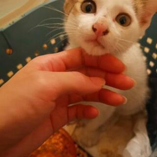 白きじ生後２ヶ月の子猫