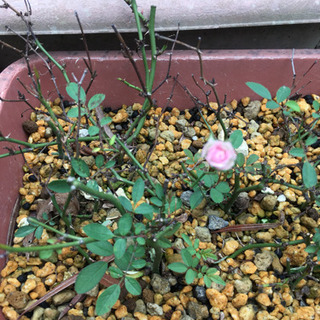 ミニバラ ピンク 挿し木苗