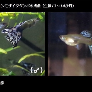 【7/31更新】オールドファッションモザイクダンボの成魚（生後1...