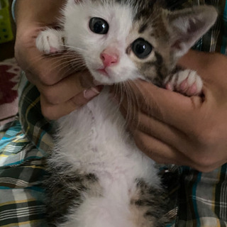 猫　男の子　生後2ヶ月位？？