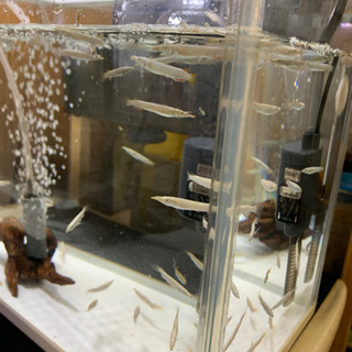 熱帯魚　ゴールデンデルモゲニー　の画像