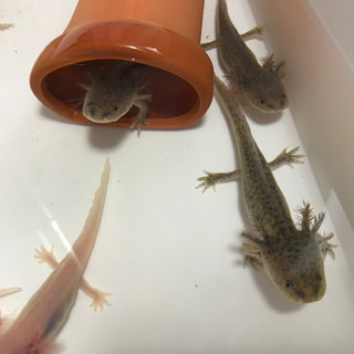 ウーパールーパーの画像