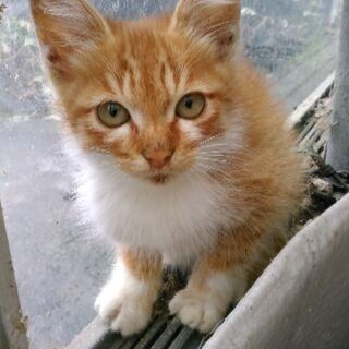 優しくてけなげな猫ちゃん