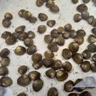 淡水シジミ　５個セット