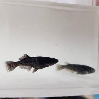 メダカ　ブラックダイヤ卵