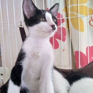 子猫兄妹2匹生後2ヶ月 - 板橋区