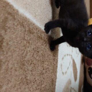 里親様決まりました。 - 猫