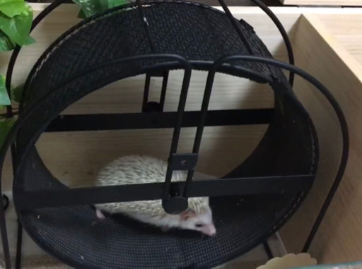 はりねずみんみん共和国 ケージ ハリネズミ　メタルサイレント32