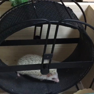 はりねずみんみん共和国 ケージ ハリネズミ メタルサイレント32