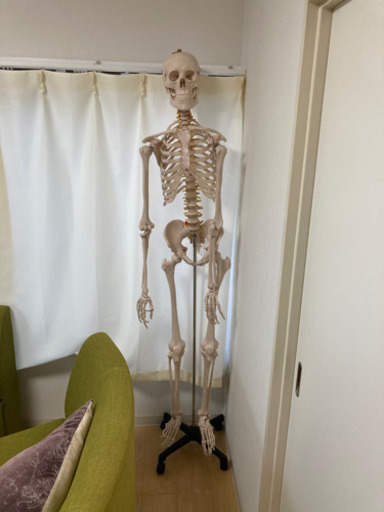 人体模型(骨格) 約175cm