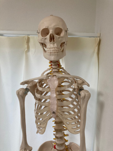 人体模型(骨格) 約175cm 