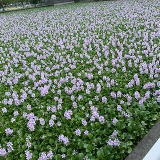 ホテアオイが満開