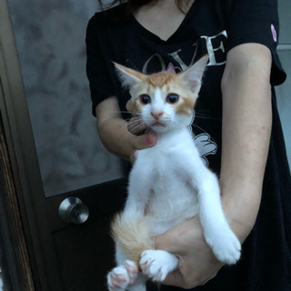 里親募集 