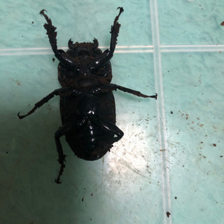 川西オオクワガタ成虫メス　手渡し限定の画像