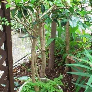 ☆5年以上育てた庭木　椿の木