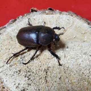 国産カブトムシ　ホワイトアイ♂♀ペアの画像