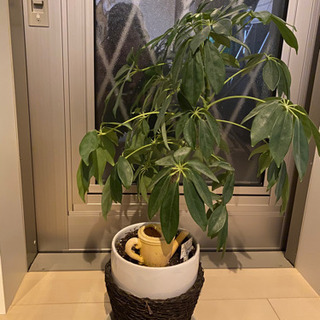 観葉植物