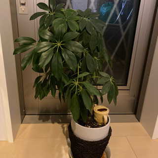 観葉植物の画像