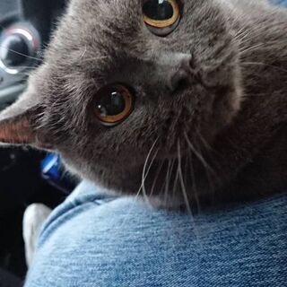 ブリティッシュショートヘア