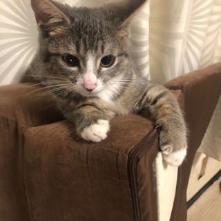 急募！子猫里親募集中！