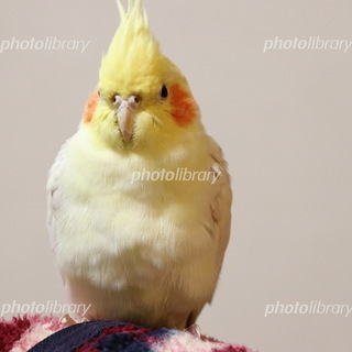 インコ用　飼育用品　