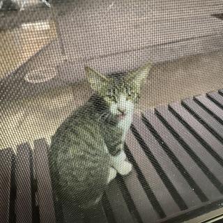 里親募集　とっても甘えん坊な子猫です。