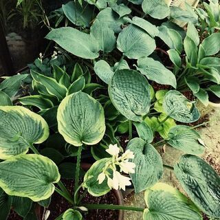 大型のギボウシを植えてみたい方おられますか？
