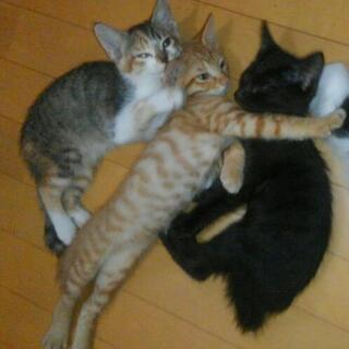 生後9週間の仔猫の 里親様募集