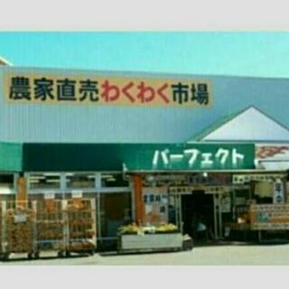 レモンユーカリ 苗 - 宮崎市